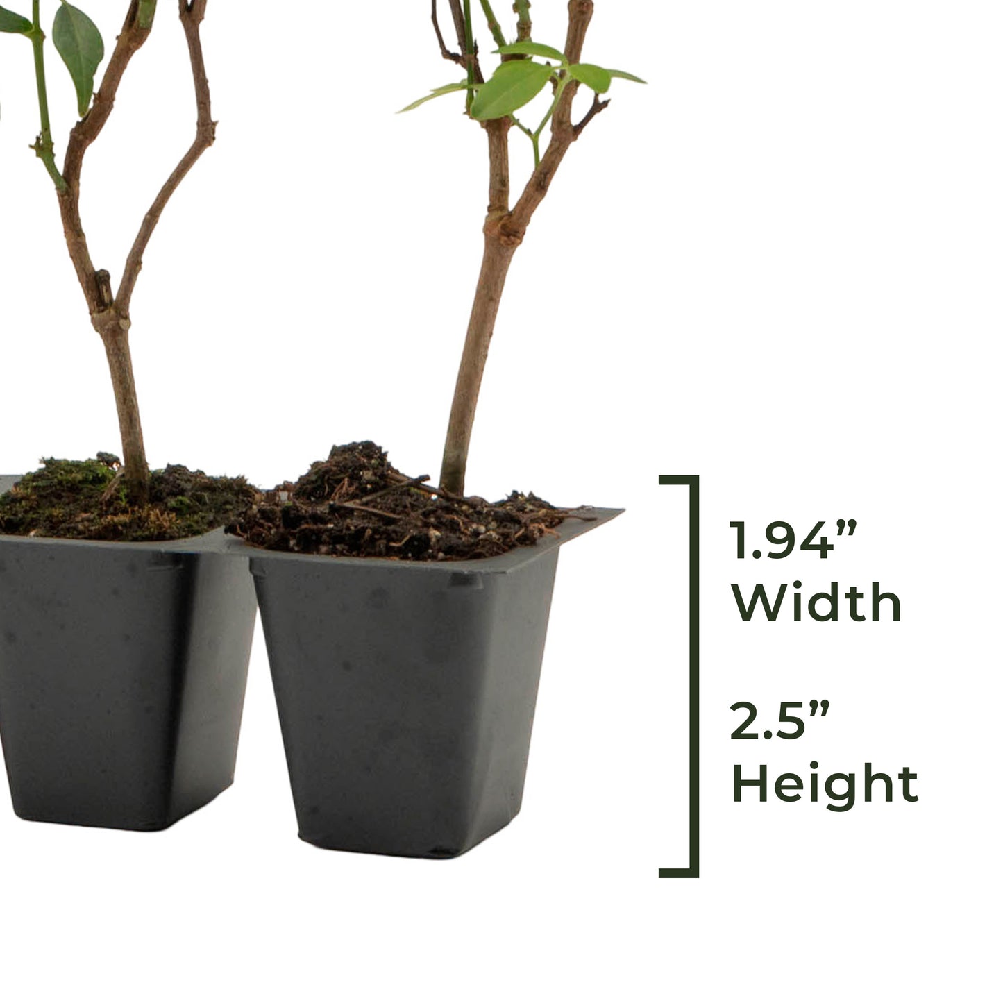 White Bower Vine | Live Plant in 2.5 Inch Nursery Cube | Pandorea Jasminoides 'Alba'
