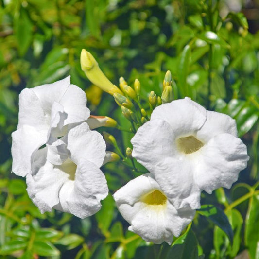 White Bower Vine | Live Plant in 2.5 Inch Nursery Cube | Pandorea Jasminoides 'Alba'