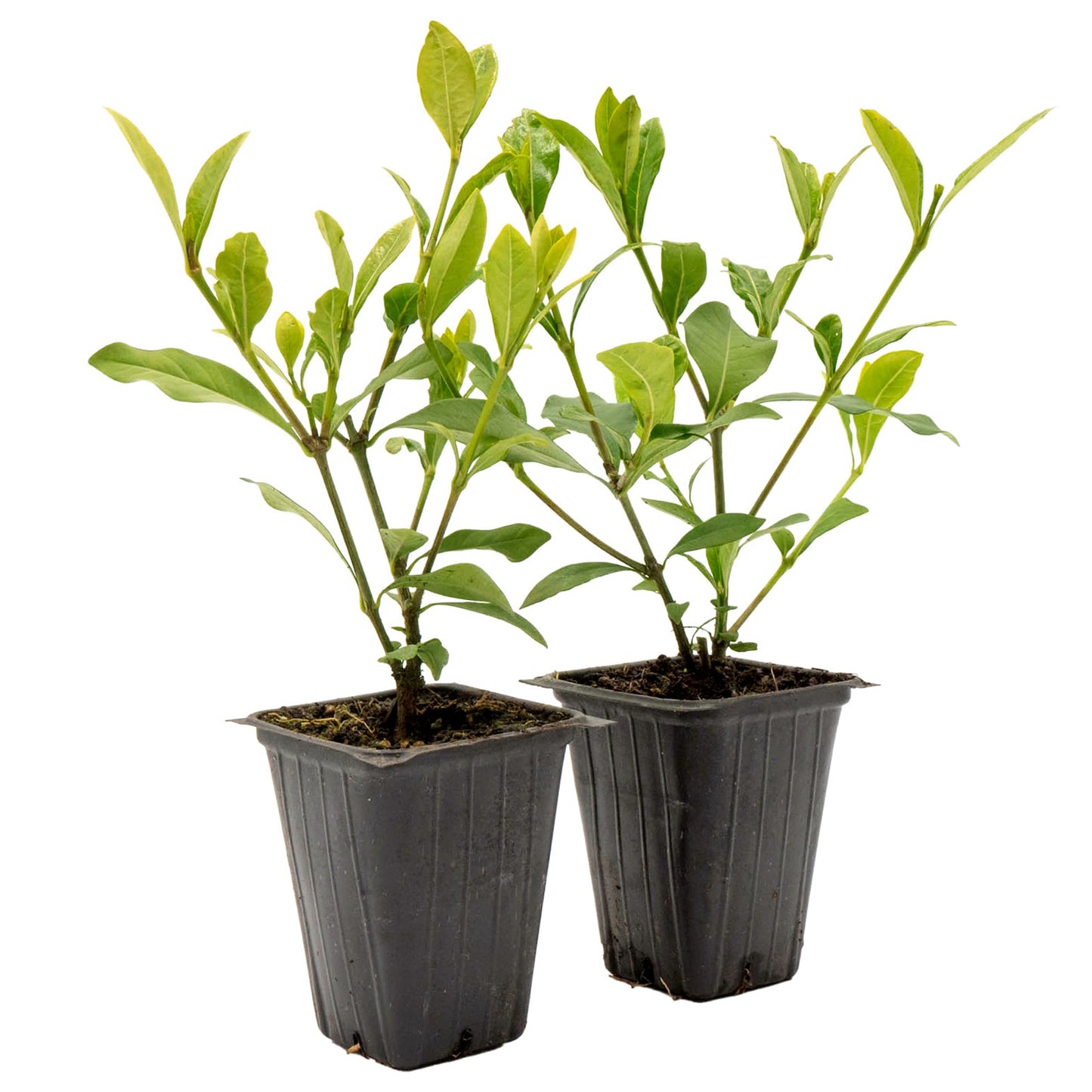 White Gardenia | Live Plant in 2.5 Inch Nursery Cube | Jasminoides ‘Veitchii’