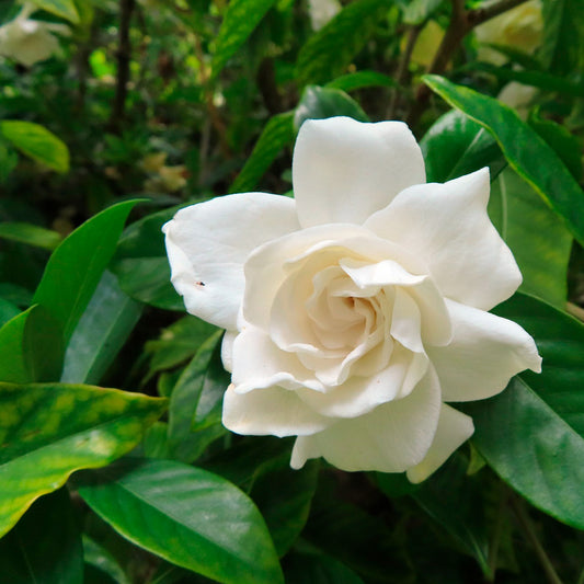 White Gardenia | Live Plant in 2.5 Inch Nursery Cube | Jasminoides ‘Veitchii’