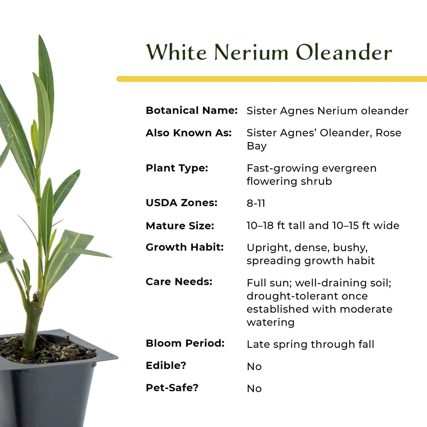 White Oleander in 2.5” Nursery Cubes (Sister Agnes Nerium oleander)