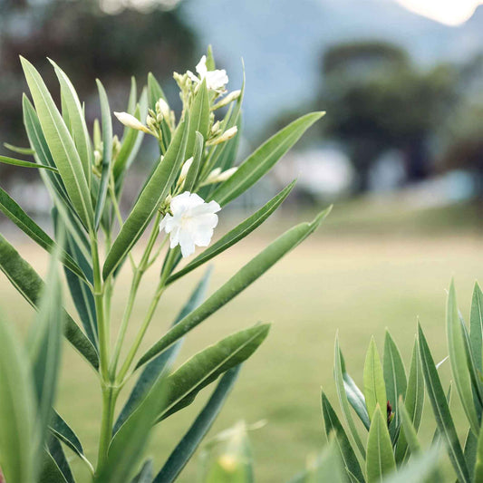 White Oleander in 2.5” Nursery Cubes (Sister Agnes Nerium oleander)