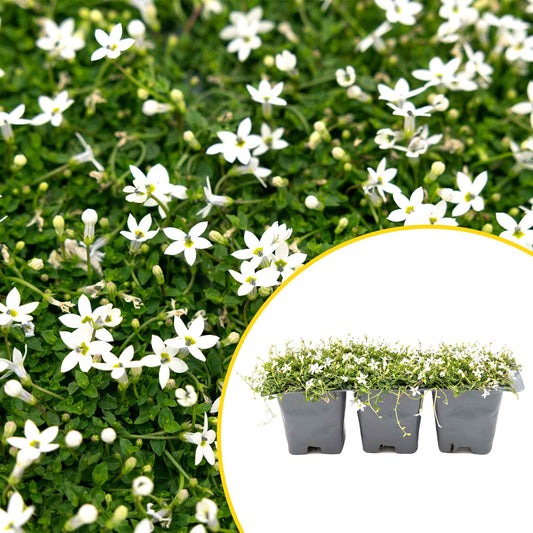 3 White Star Creeper Plants in 2.5” Cubes | Evergreen Groundcover with White Flowers for Pathways, Pots & Landscaping (Pratia pedunculata)