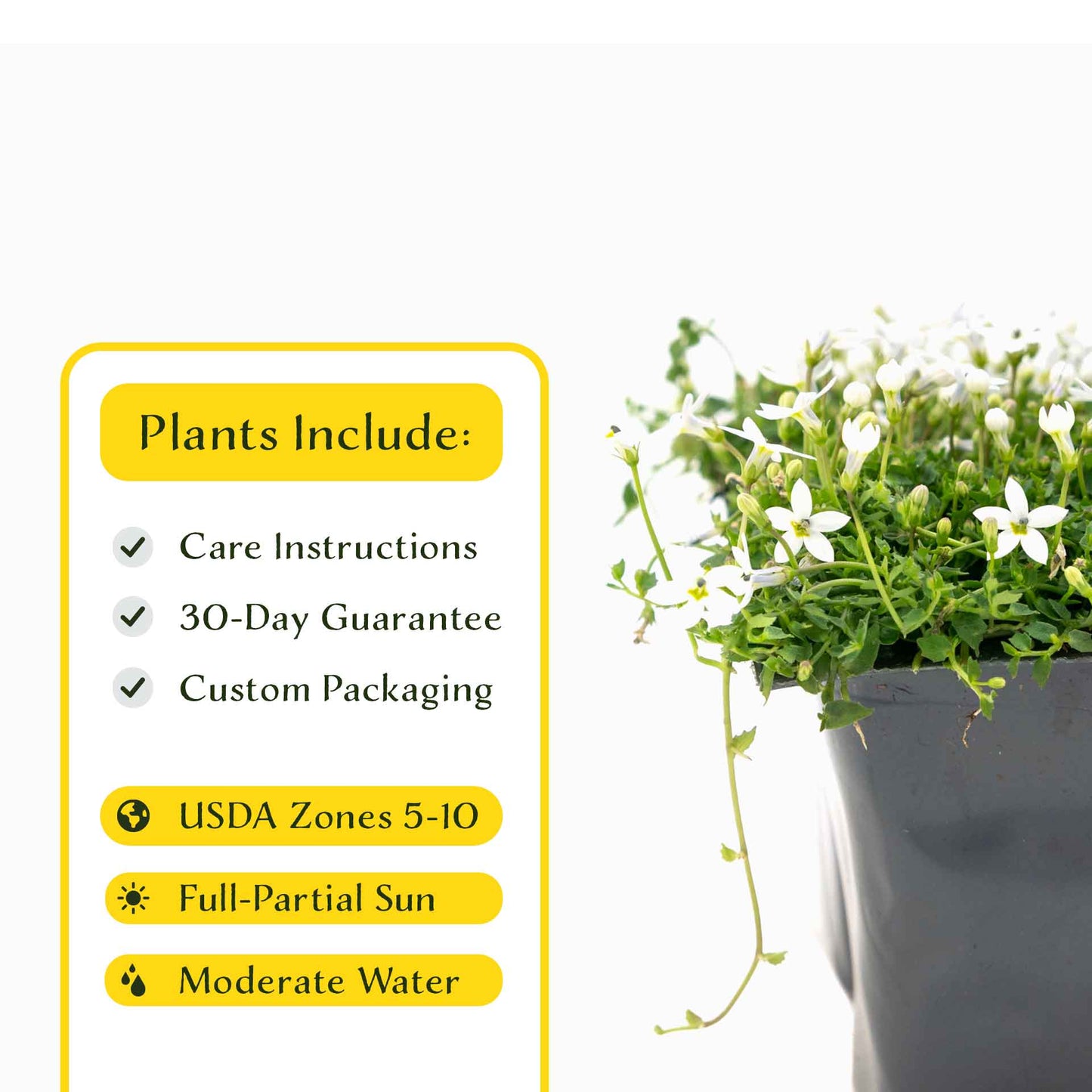 3 White Star Creeper Plants in 2.5” Cubes | Evergreen Groundcover with White Flowers for Pathways, Pots & Landscaping (Pratia pedunculata)