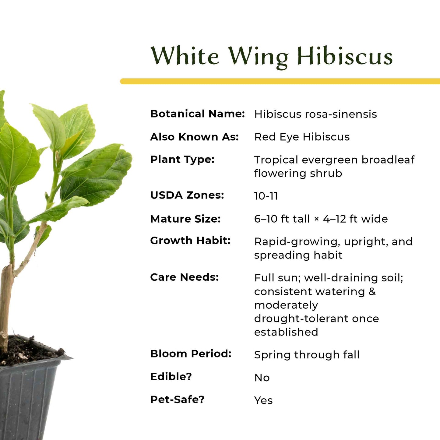 White Wing Hibiscus in 3.5” Nursery Cubes (Hibiscus rosa-sinensis)