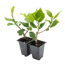 Butterfly Hibiscus | Live Plant in 2.5 Inch Nursery Cube | Hibiscus rosa-sinensis