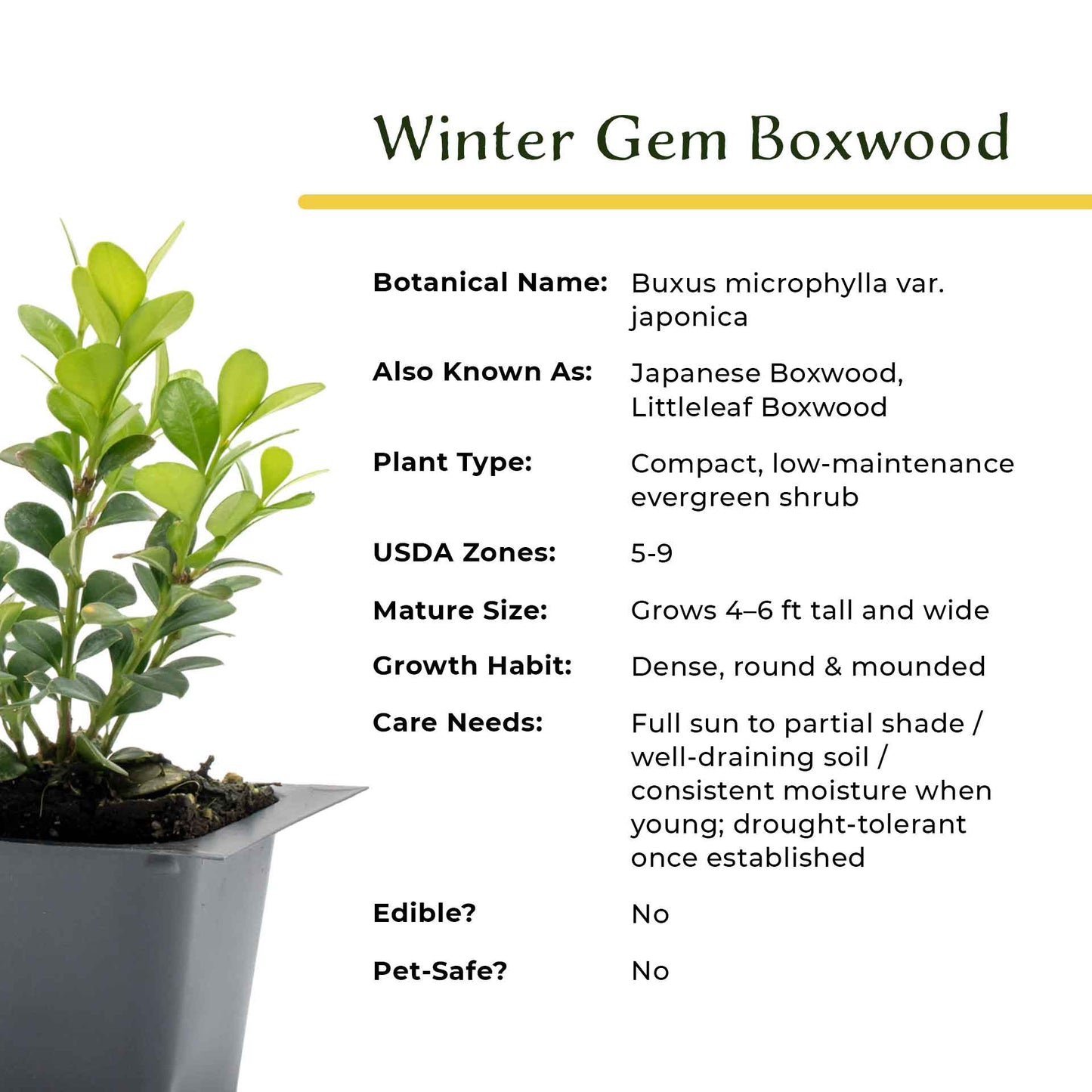 Winter Gem Boxwood in 2.5” Nursery Cubes (Buxus microphylla var. japonica)