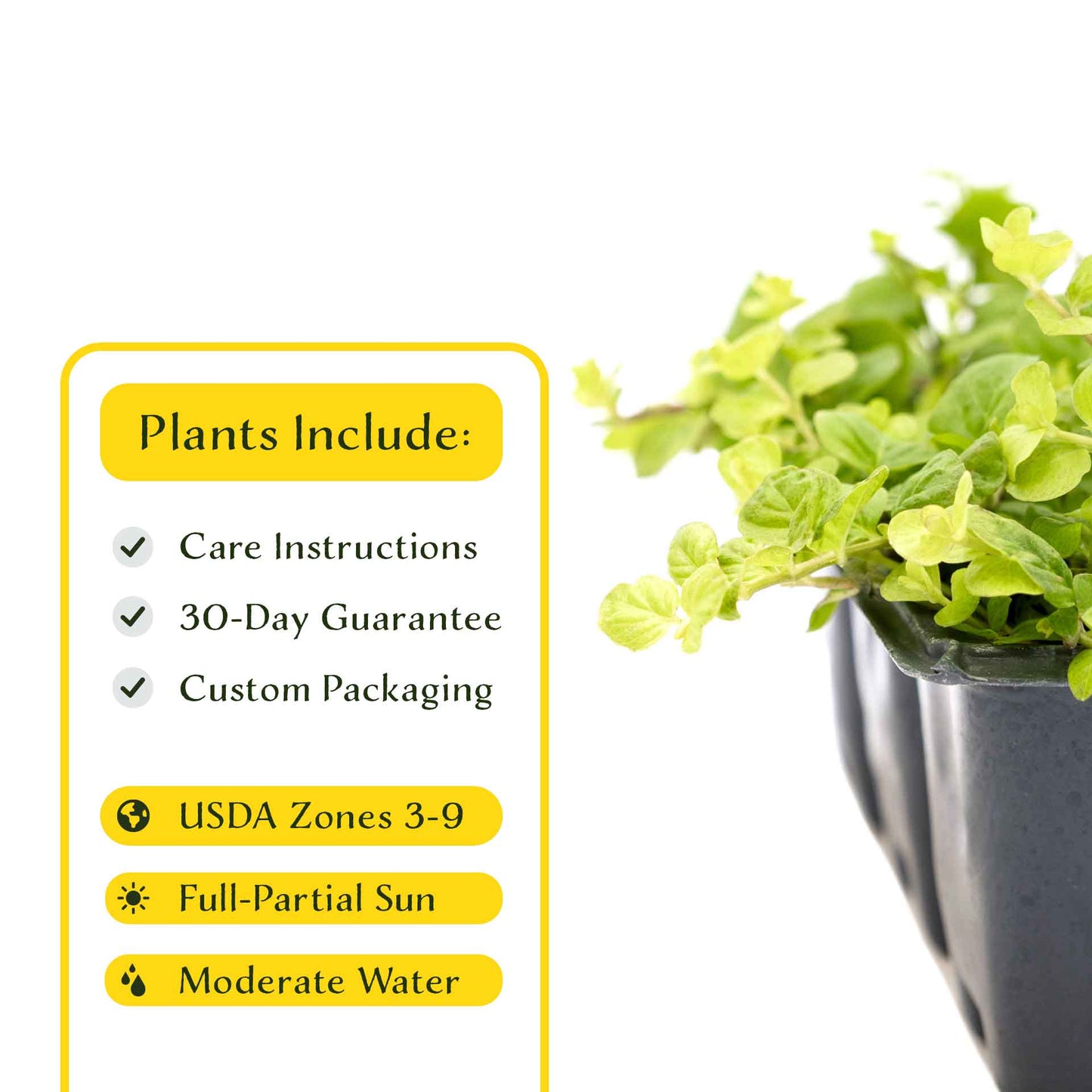 3 Yellow Moneywort Plants in 2.5” Cubes | Evergreen Trailing Groundcover with Golden Foliage for Landscaping (Lysimachia nummularia ‘Aurea’)