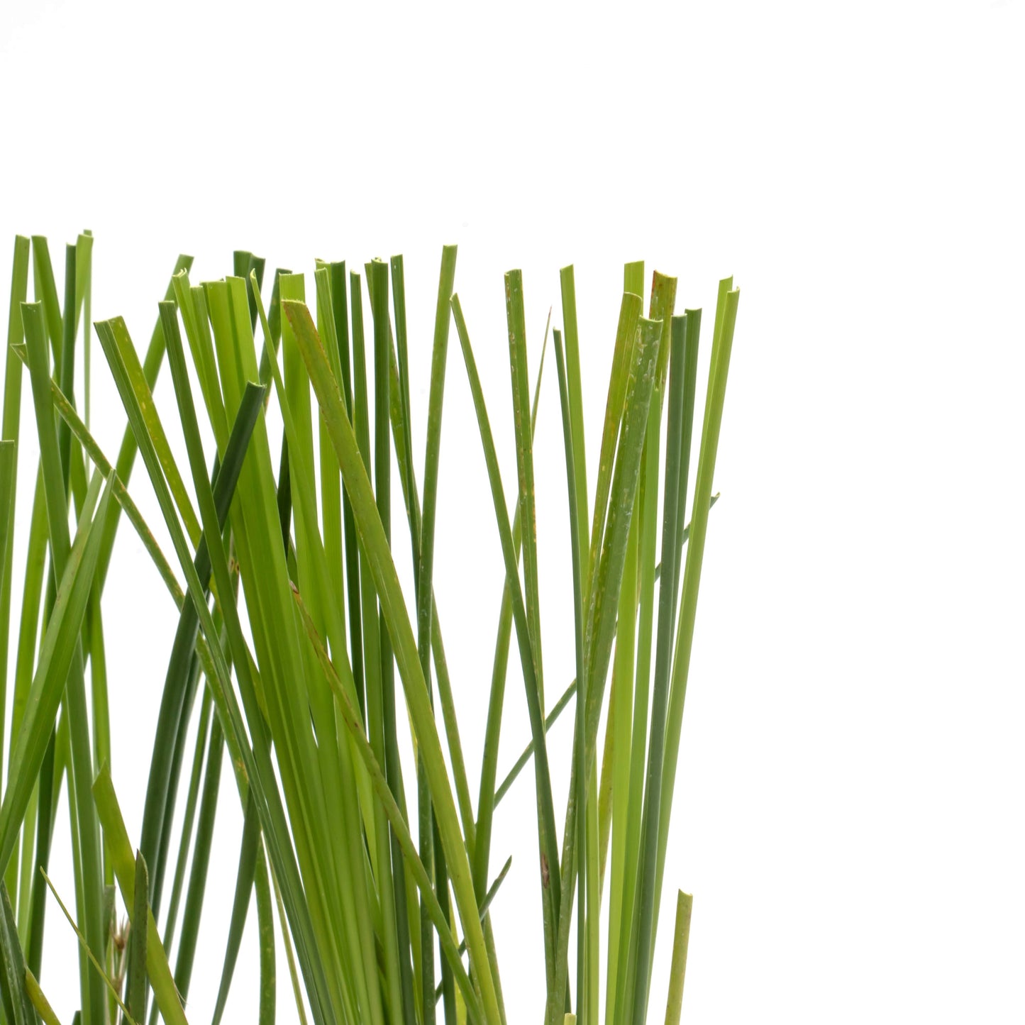 Lomandra Longifolia | Live Plant in 2.5 Inch Nursery Cube | Basket Grass