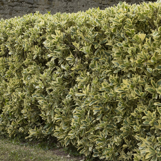 Silver King Euonymus | Live Plant in 2.5 Inch Nursery Cube | Euonymus Japonica