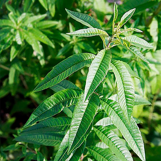 Lemon Verbena | Live Herb in 4 Inch Nursery Cube | Aloysia citriodora
