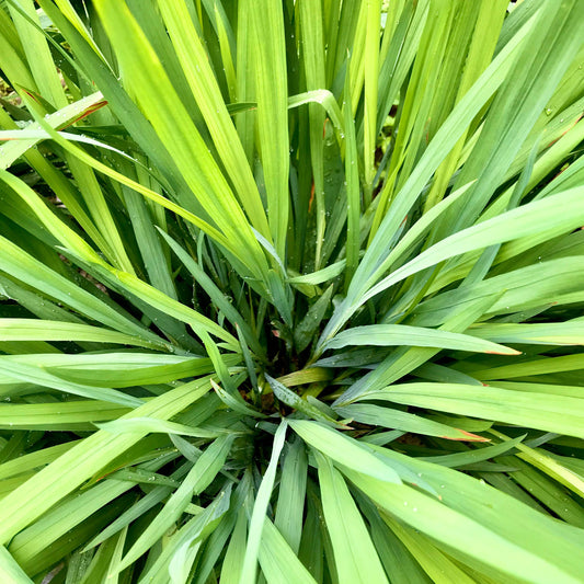 West Indian Lemongrass Starter | Live Herb in 2.5 Inch Nursery Cube | Cymbopogon Citratus