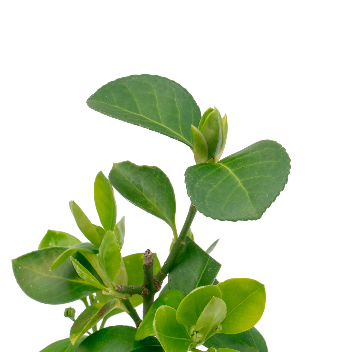 Manhattan Euonymus | Live Plant in 2.5 Inch Nursery Cube | Euonymus Kiautschovicus ‘Manhattan’