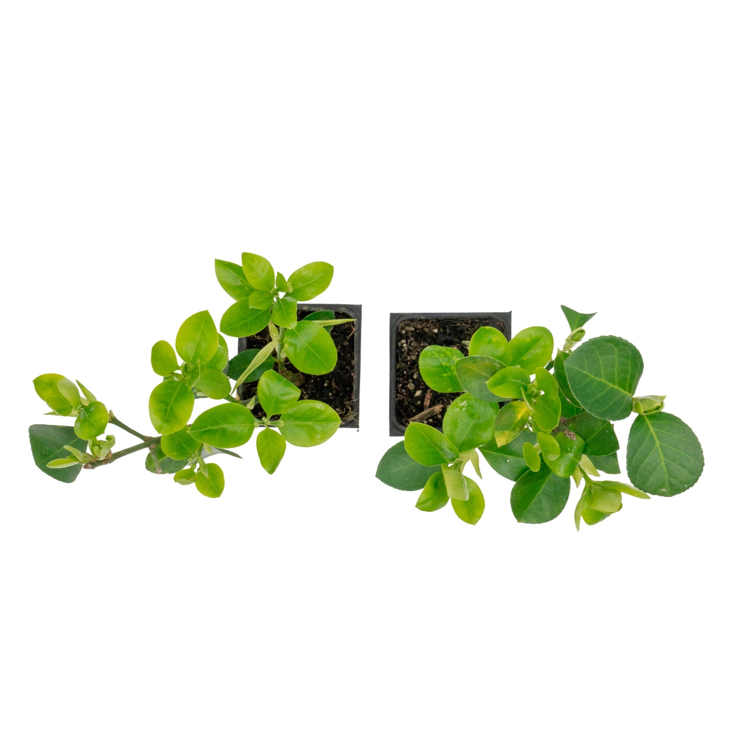 Manhattan Euonymus | Live Plant in 2.5 Inch Nursery Cube | Euonymus Kiautschovicus ‘Manhattan’
