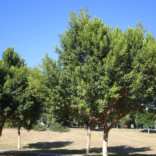 Indian Laurel Fig Tree | Live Sapling in 2.5 Inch Nursery Cube | Ficus Nitida