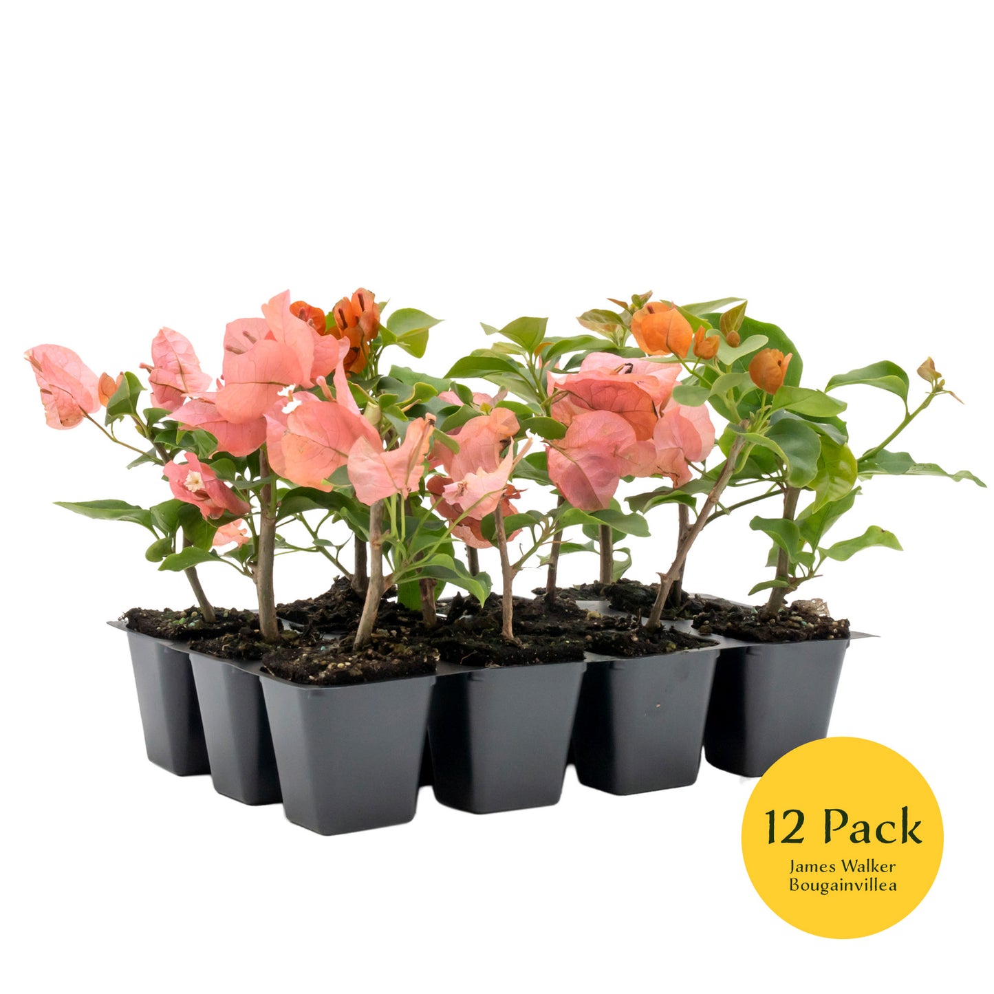 James Walker Bougainvillea | Live Plant in 2.5 Inch Nursery Cube | Bougainvillea 'James Walker'