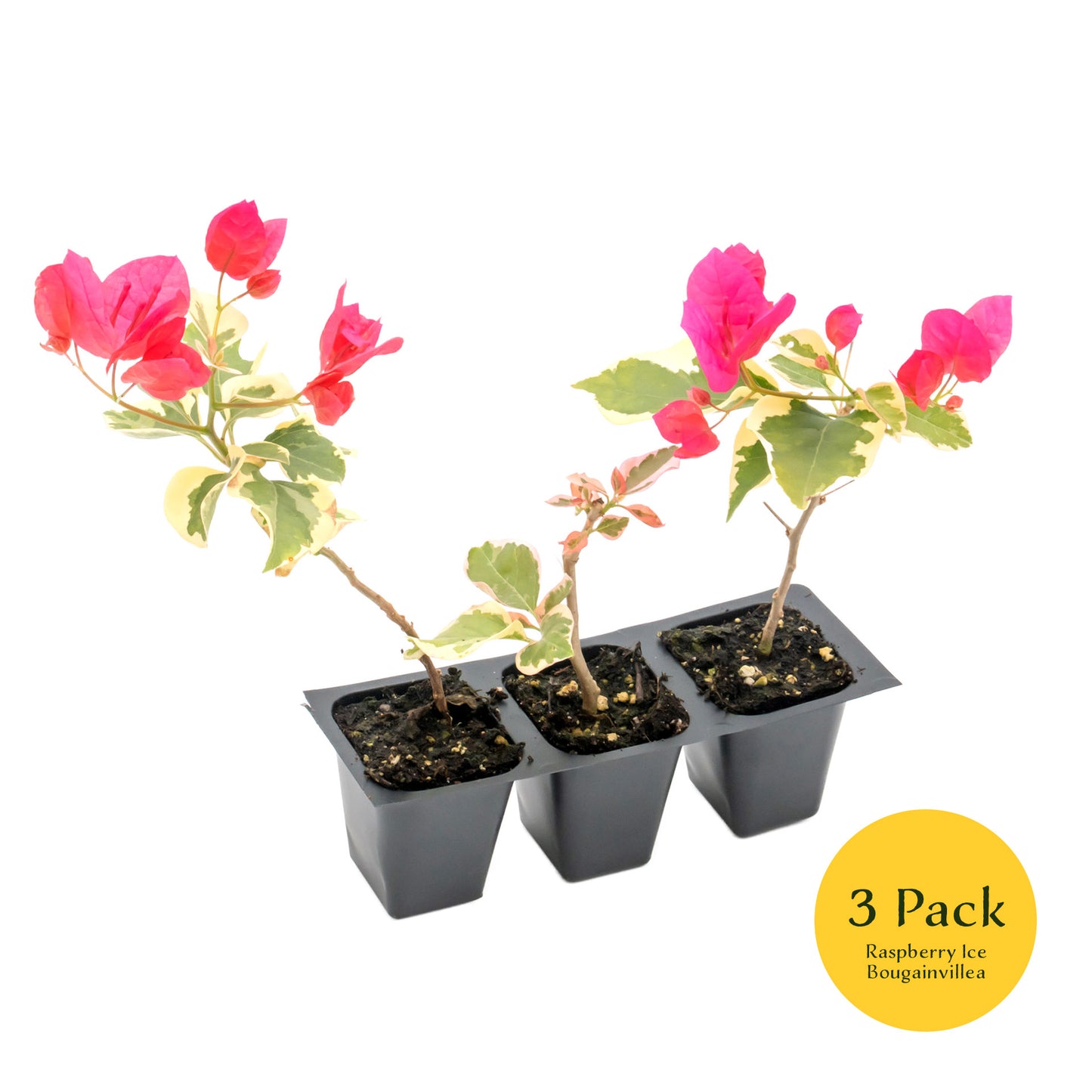 Raspberry Ice Bougainvillea | Live Plant in 2.5 Inch Nursery Cube | Bougainvillea × Buttiana