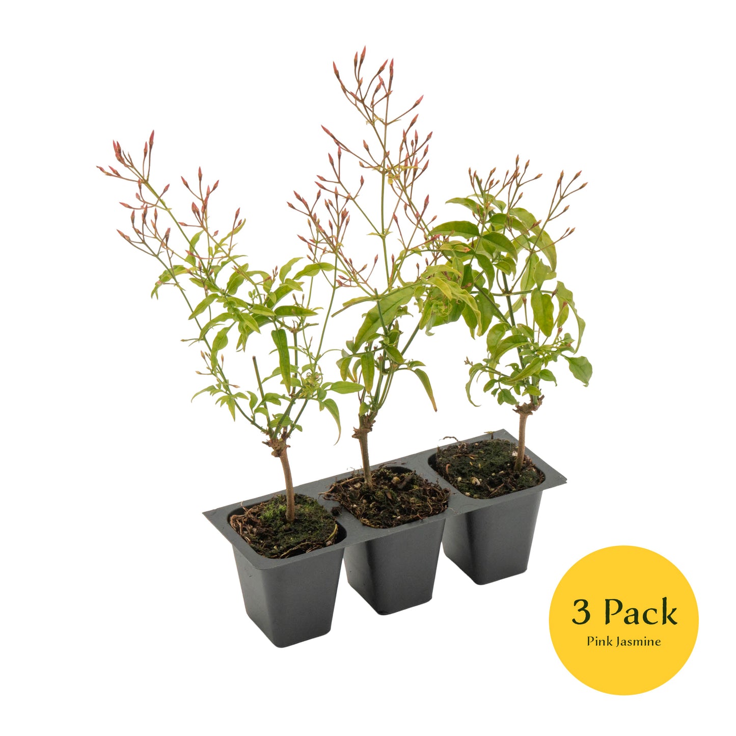 Pink Jasmine | Live Plant in 2.5 Inch Nursery Cube | Jasminum Polyanthum