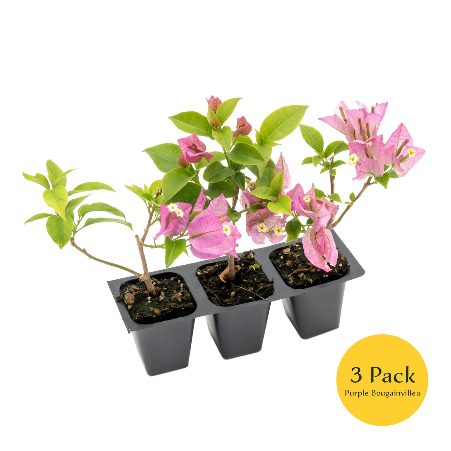 Purple Bougainvillea | Live Plant in 2.5 Inch Nursery Cube | Bougainvillea Brasiliensis
