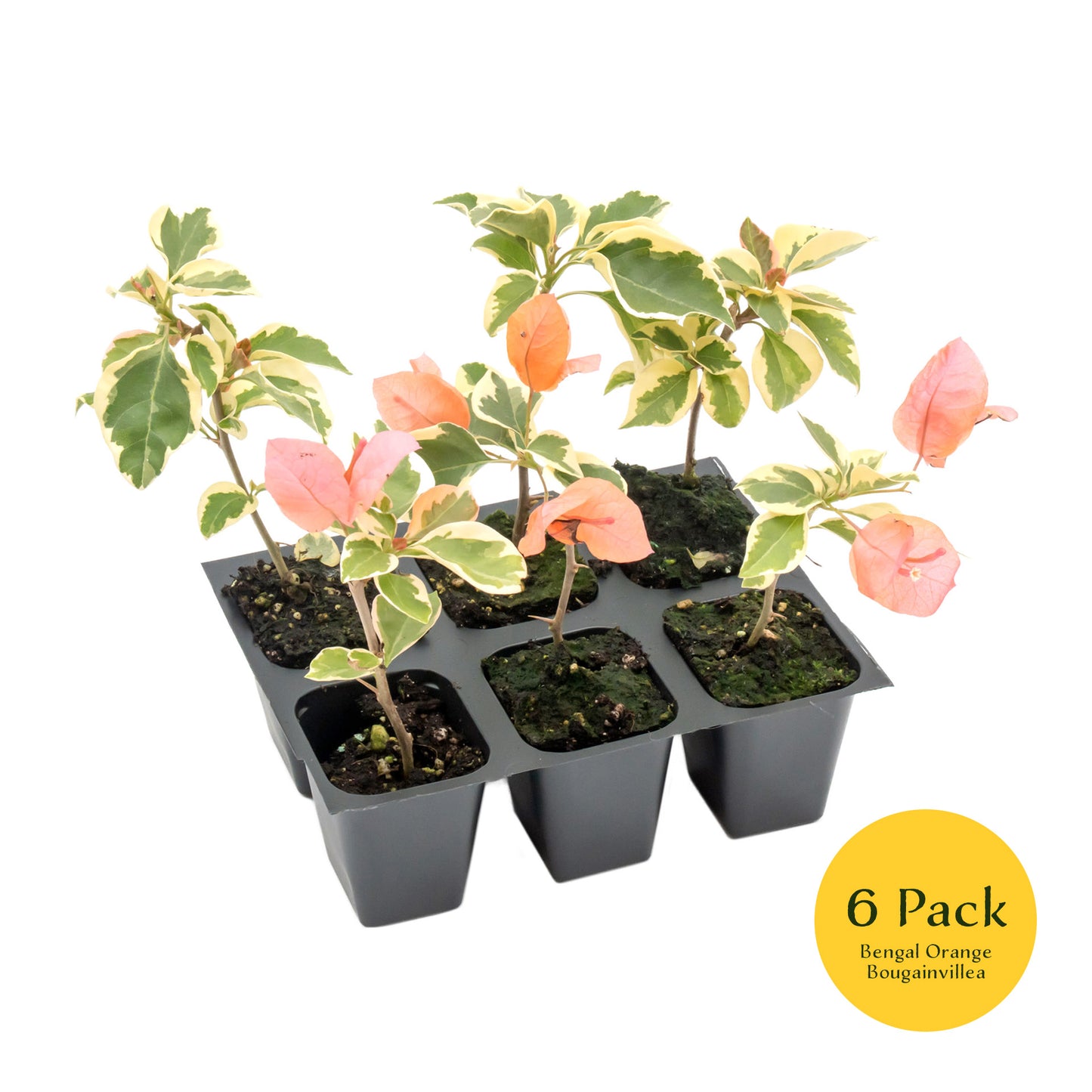 Bengal Orange Bougainvillea | Live Plant in 2.5 Inch Nursery Cube | Bougainvillea ‘Bengal Orange’