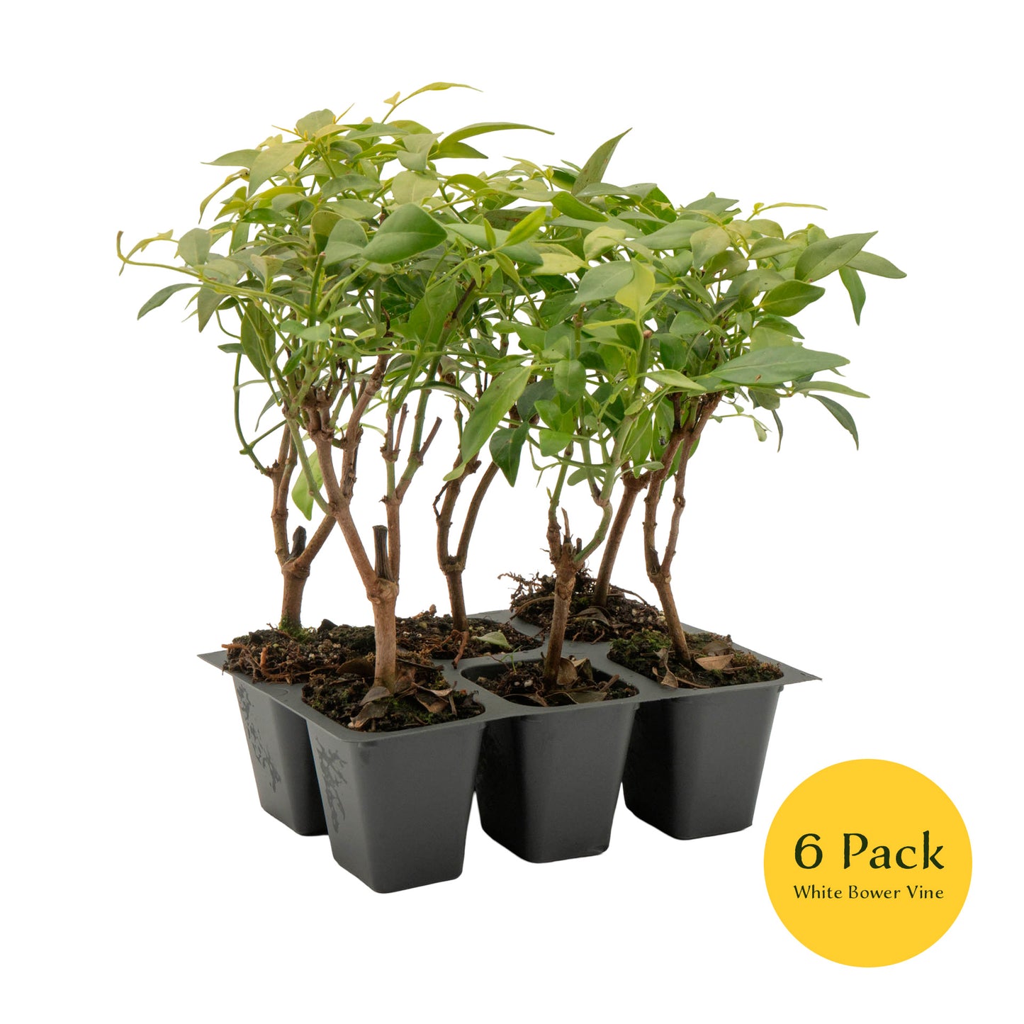 White Bower Vine | Live Plant in 2.5 Inch Nursery Cube | Pandorea Jasminoides 'Alba'