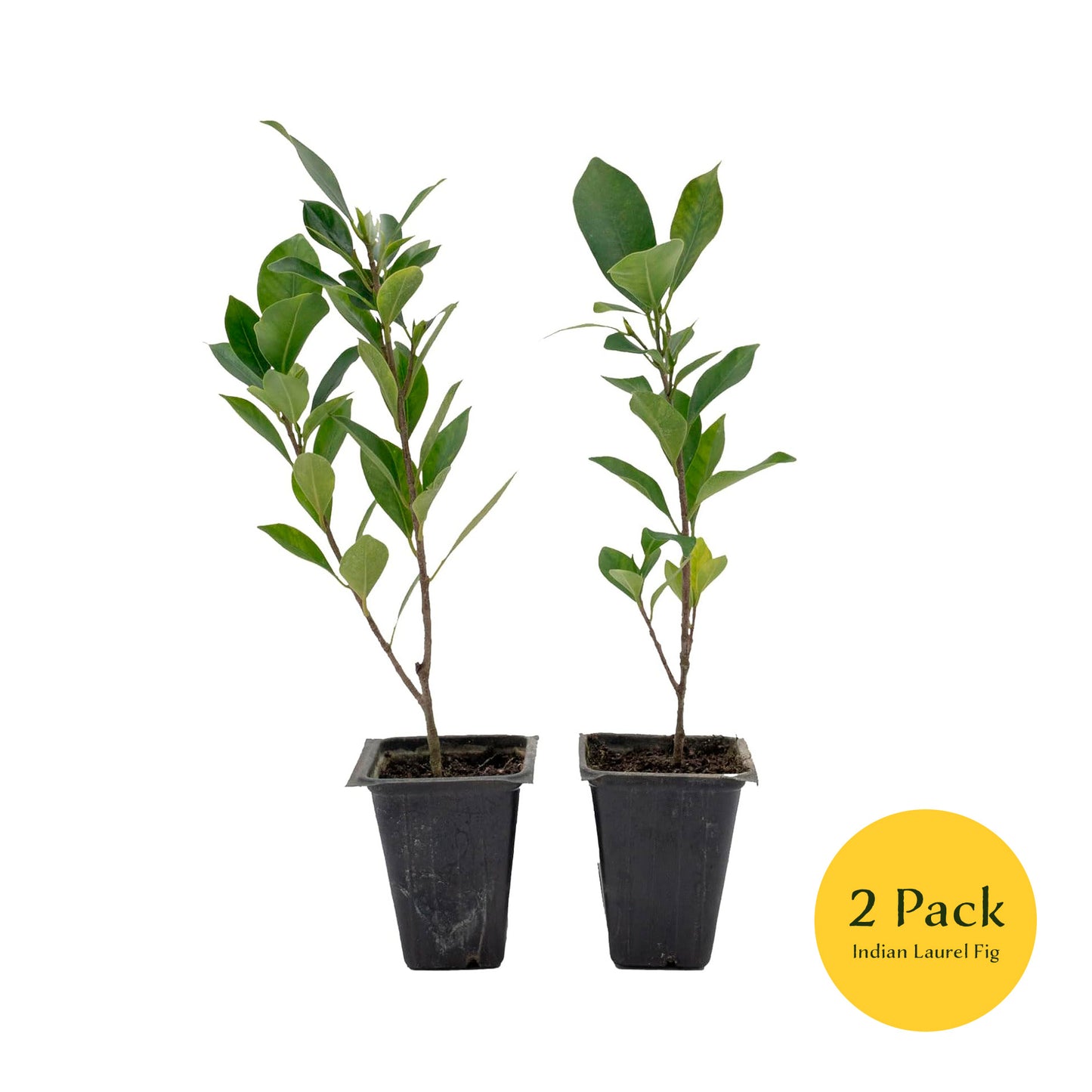 Indian Laurel Fig Tree | Live Sapling in 2.5 Inch Nursery Cube | Ficus Nitida