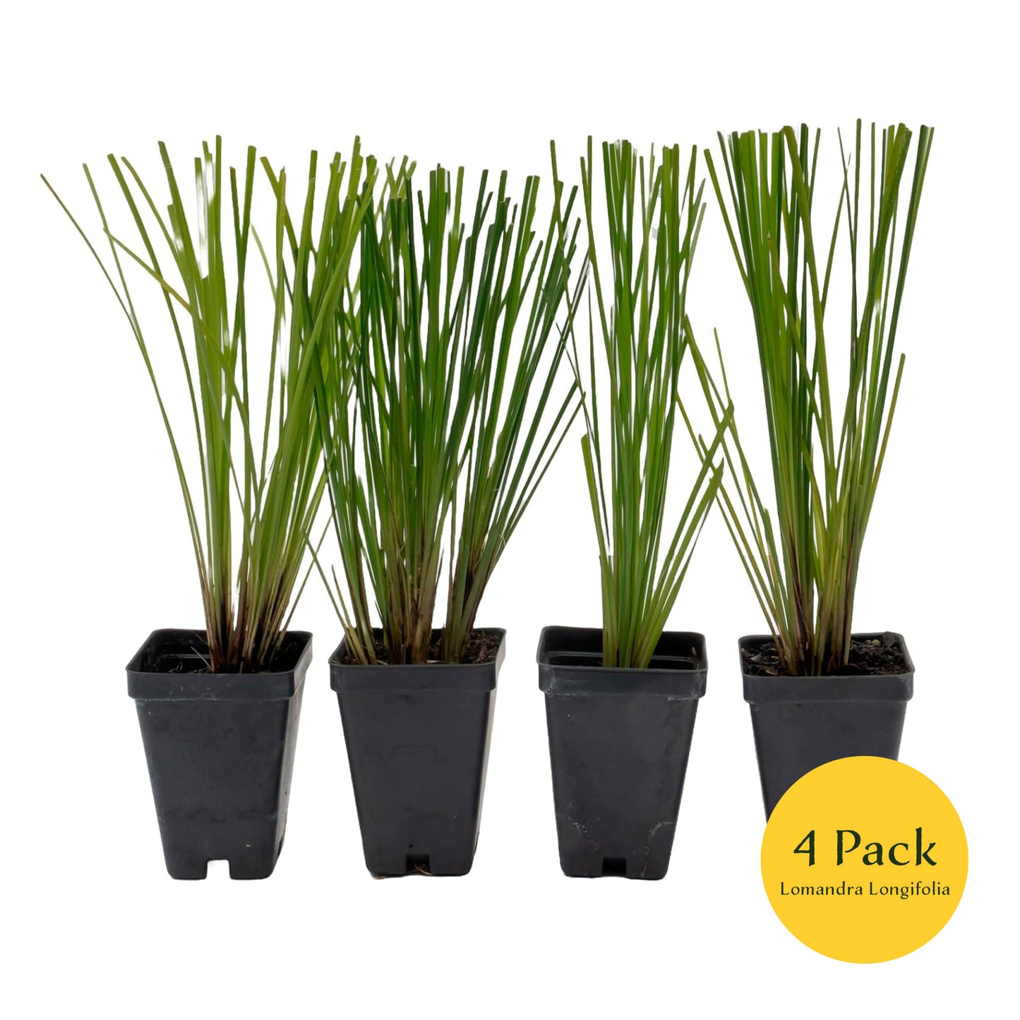 Lomandra Longifolia | Live Plant in 2.5 Inch Nursery Cube | Basket Grass