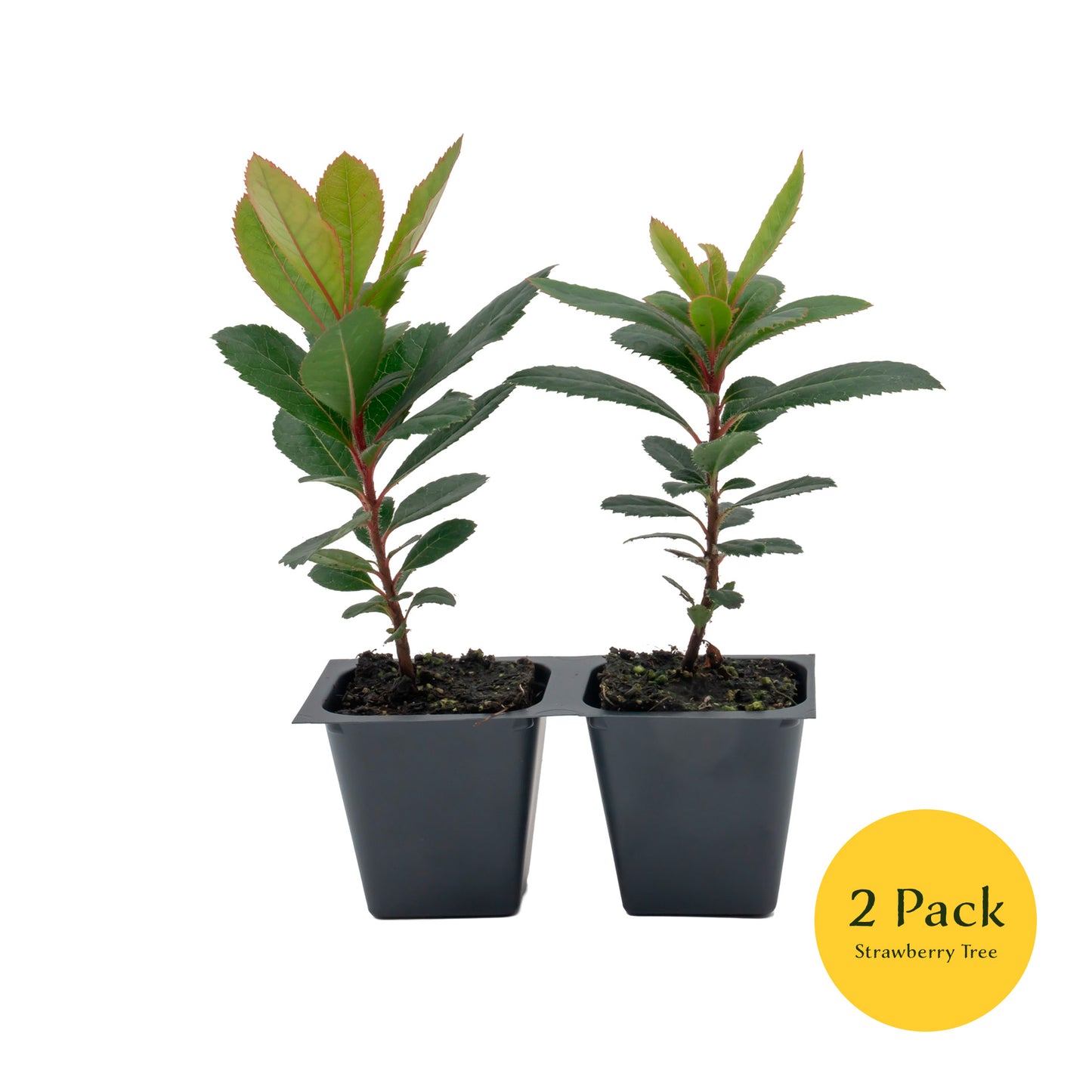 Strawberry Tree | Live Sapling in 2.5 Inch Nursery Cube | Arbutus Unedo