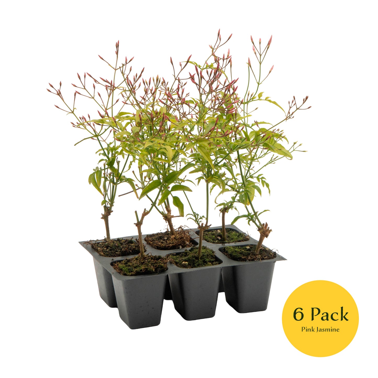 Pink Jasmine | Live Plant in 2.5 Inch Nursery Cube | Jasminum Polyanthum