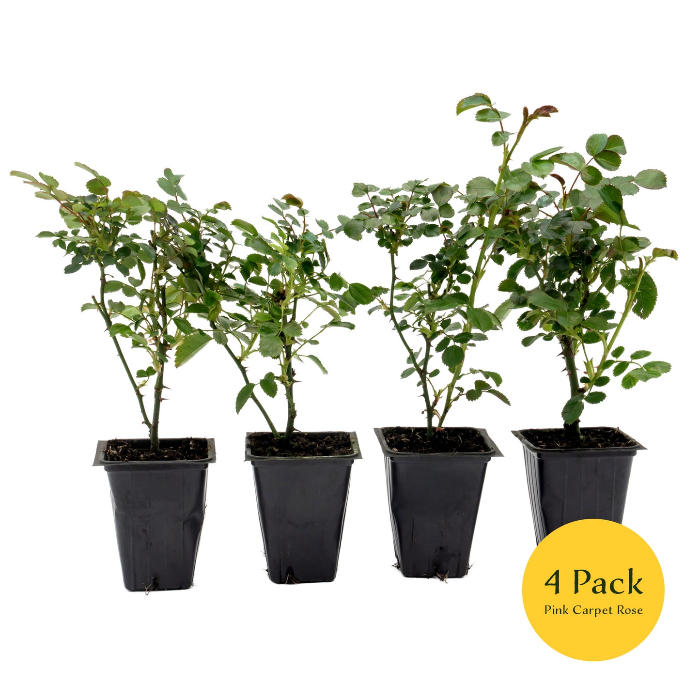 Pink Carpet Rose | Live Plant in 2.5 Inch Nursery Cube | Rosa ‘Flower Cover Pink’