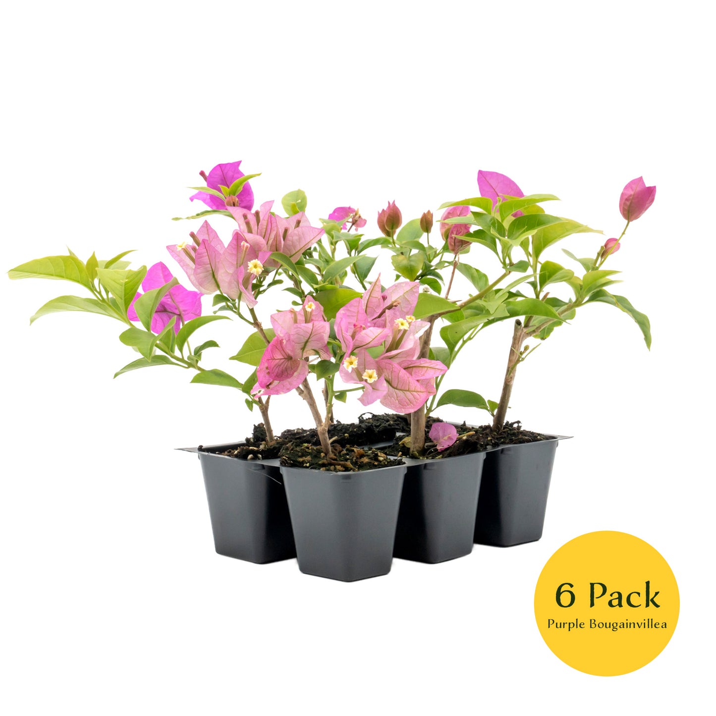Purple Bougainvillea | Live Plant in 2.5 Inch Nursery Cube | Bougainvillea Brasiliensis