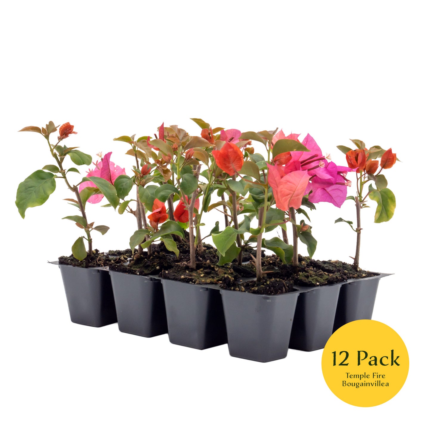 Temple Fire Bougainvillea | Live Plant in 2.5 Inch Nursery Cube | Bougainvillea spectablis 'Temple Fire'