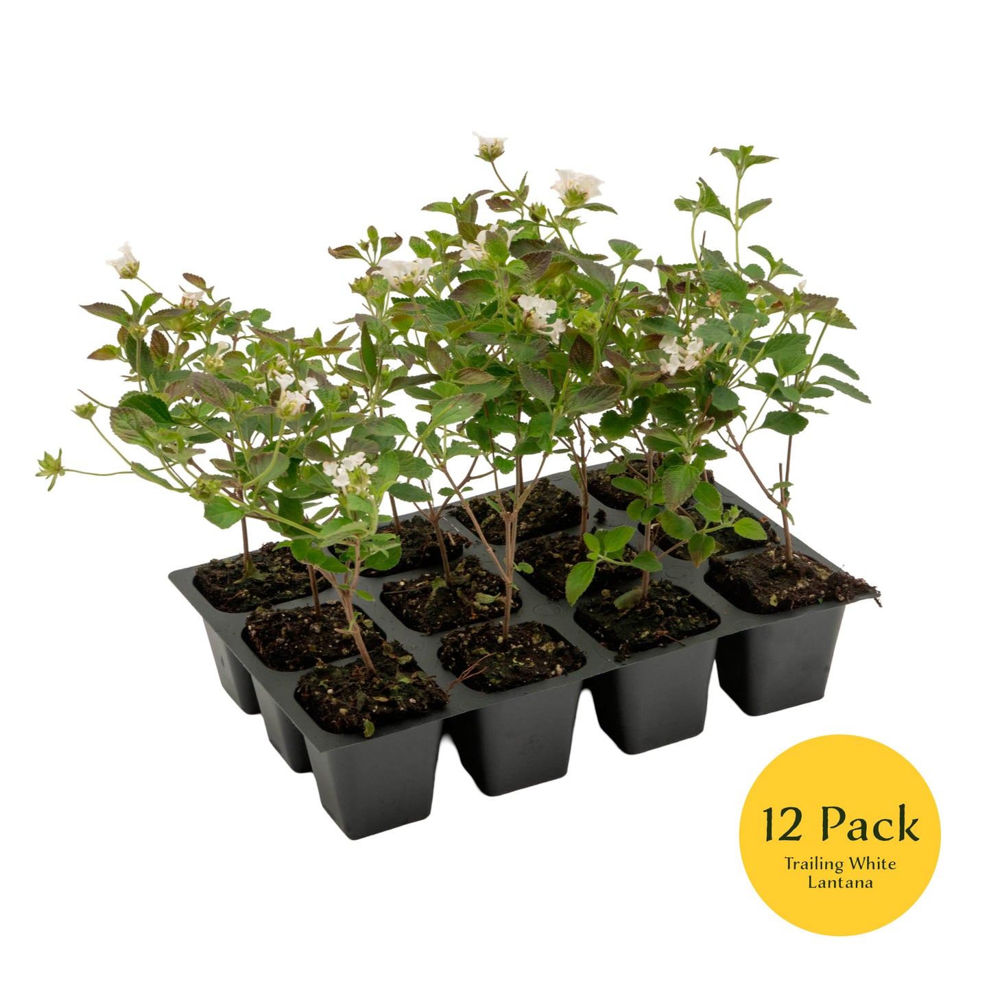 Trailing White Lantana | Live Plant in 2.5 Inch Nursery Cube | Lantana Montevidensis