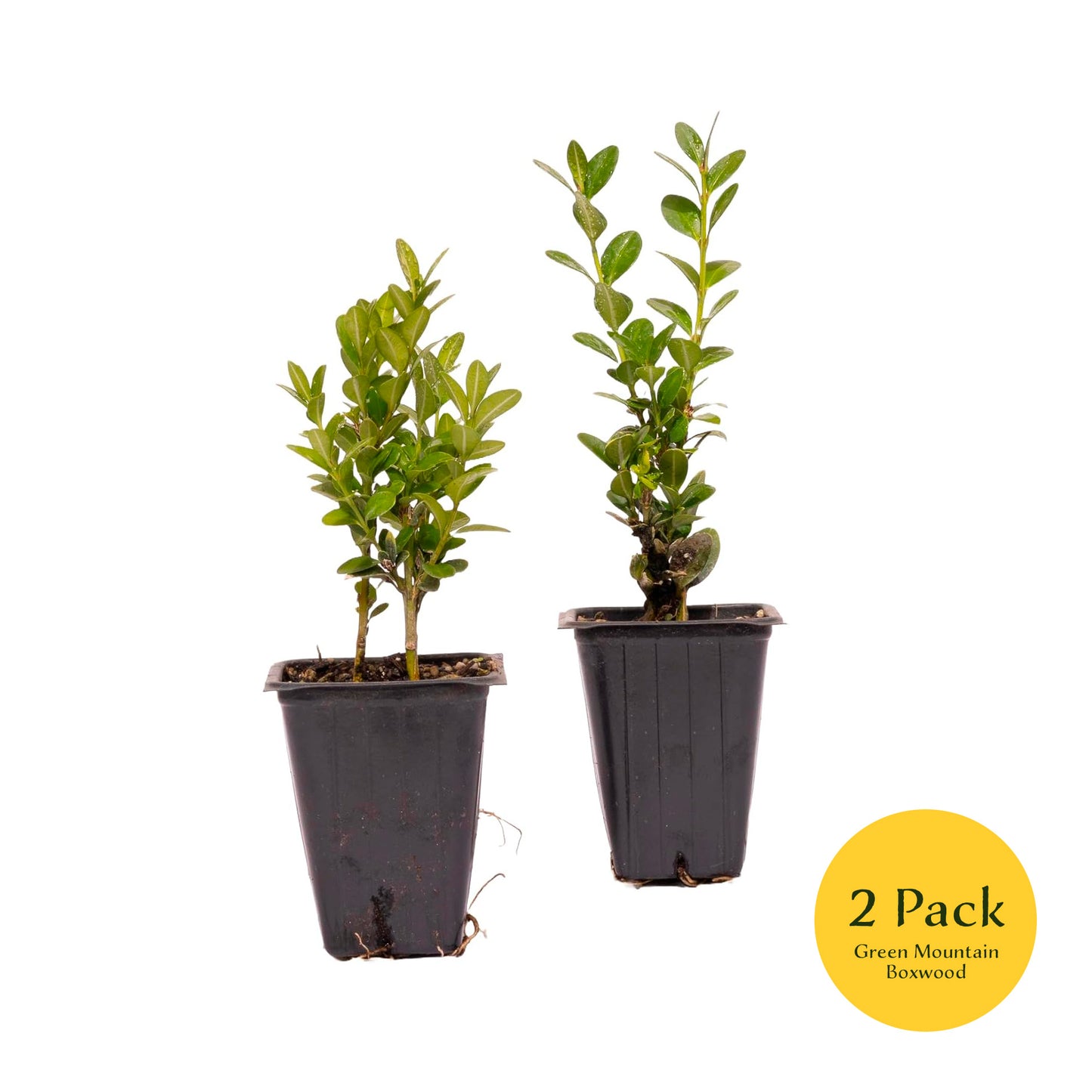 Green Mountain Boxwood | Live Plant in 2.5 Inch Nursery Cube | Buxus ‘Green Mountain’