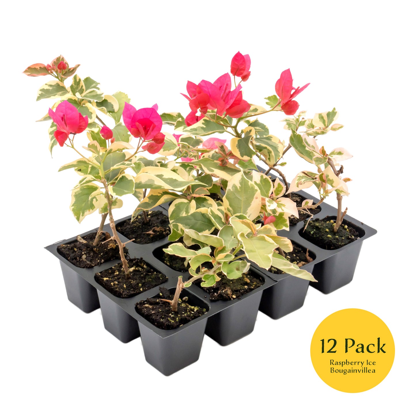 Raspberry Ice Bougainvillea | Live Plant in 2.5 Inch Nursery Cube | Bougainvillea × Buttiana