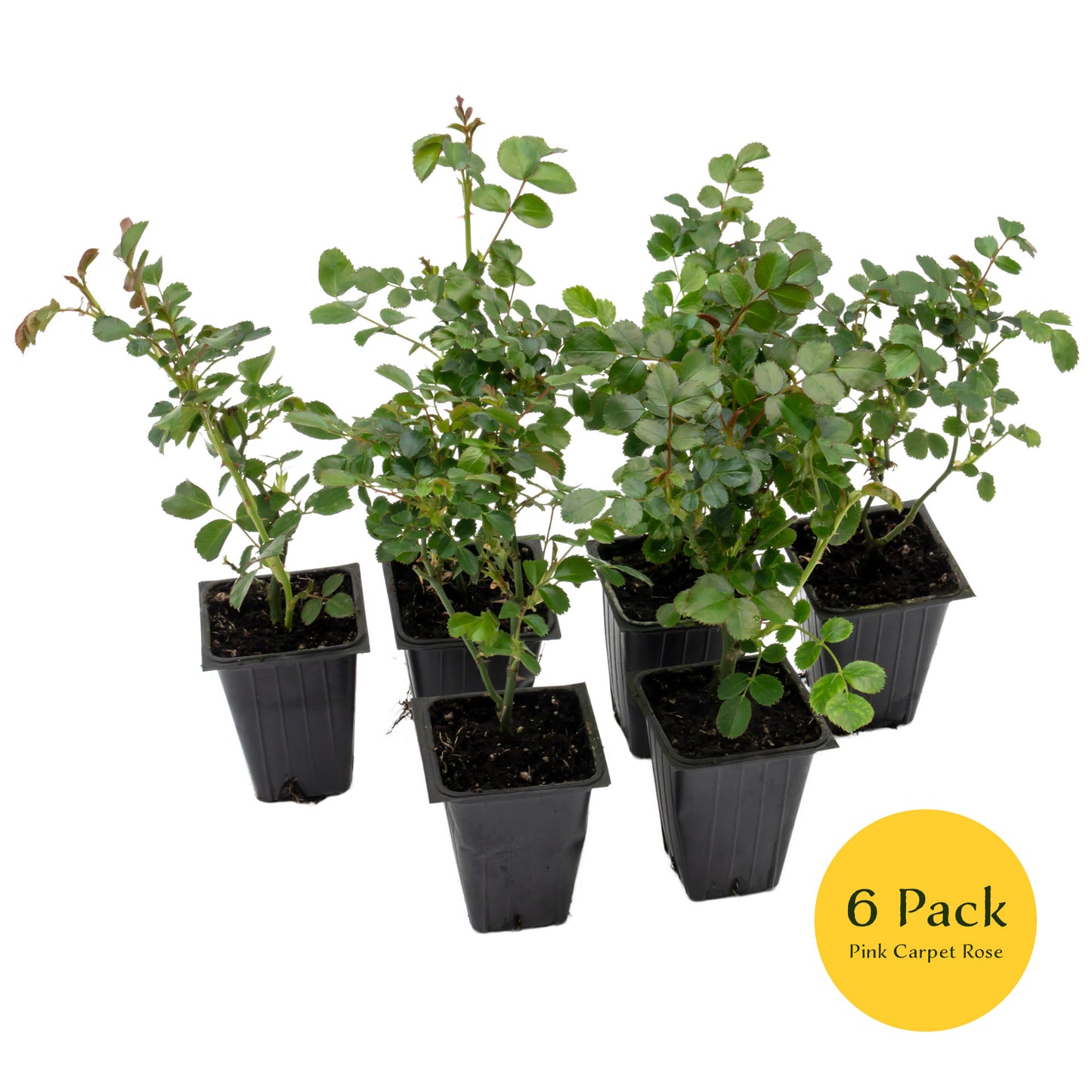 Pink Carpet Rose | Live Plant in 2.5 Inch Nursery Cube | Rosa ‘Flower Cover Pink’