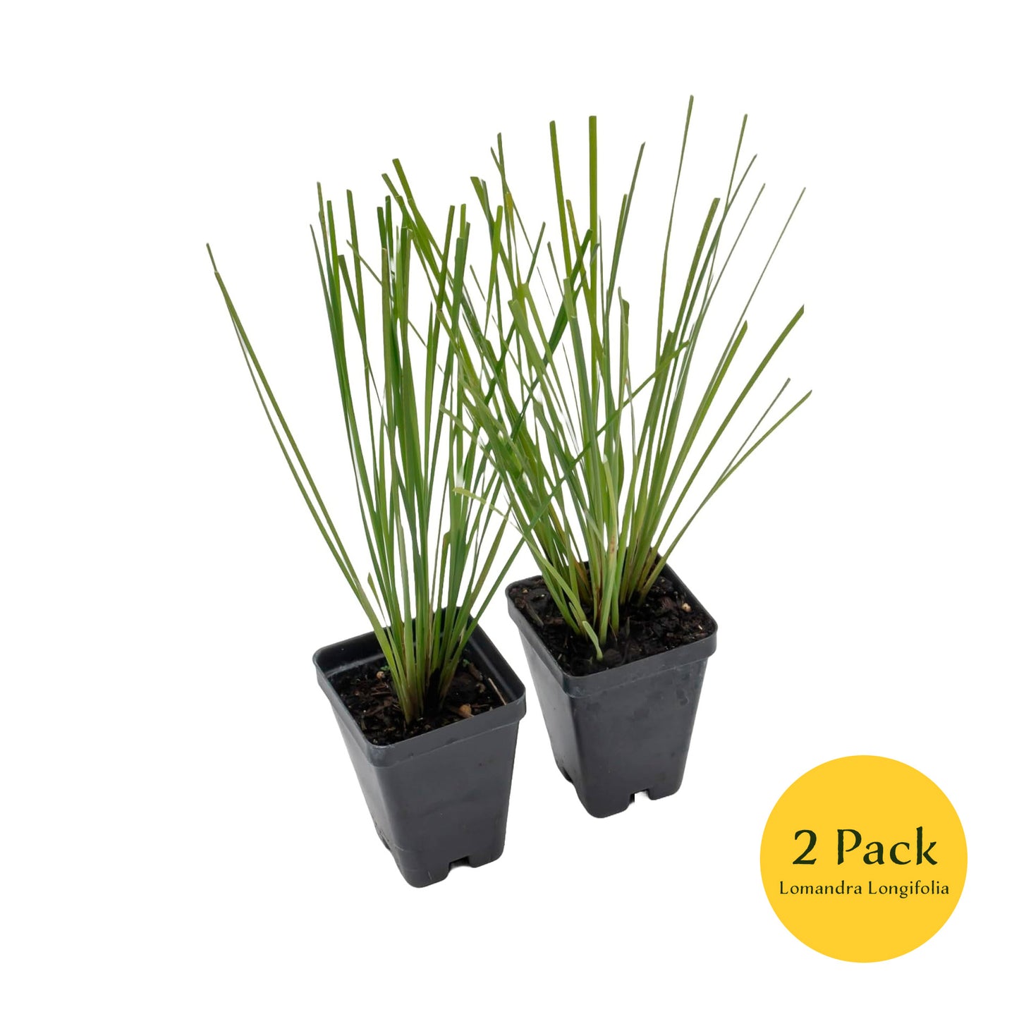 Lomandra Longifolia | Live Plant in 2.5 Inch Nursery Cube | Basket Grass