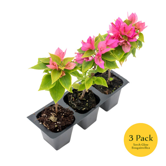 Torch Glow Bougainvillea | Live Plant in 2.5 Inch Nursery Cube | Bougainvillea spectabilis 'Torch Glow'