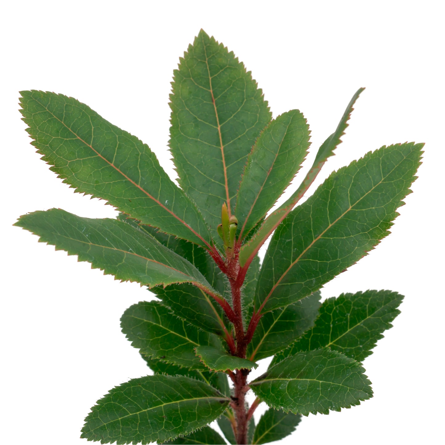 Strawberry Tree | Live Sapling in 2.5 Inch Nursery Cube | Arbutus Unedo