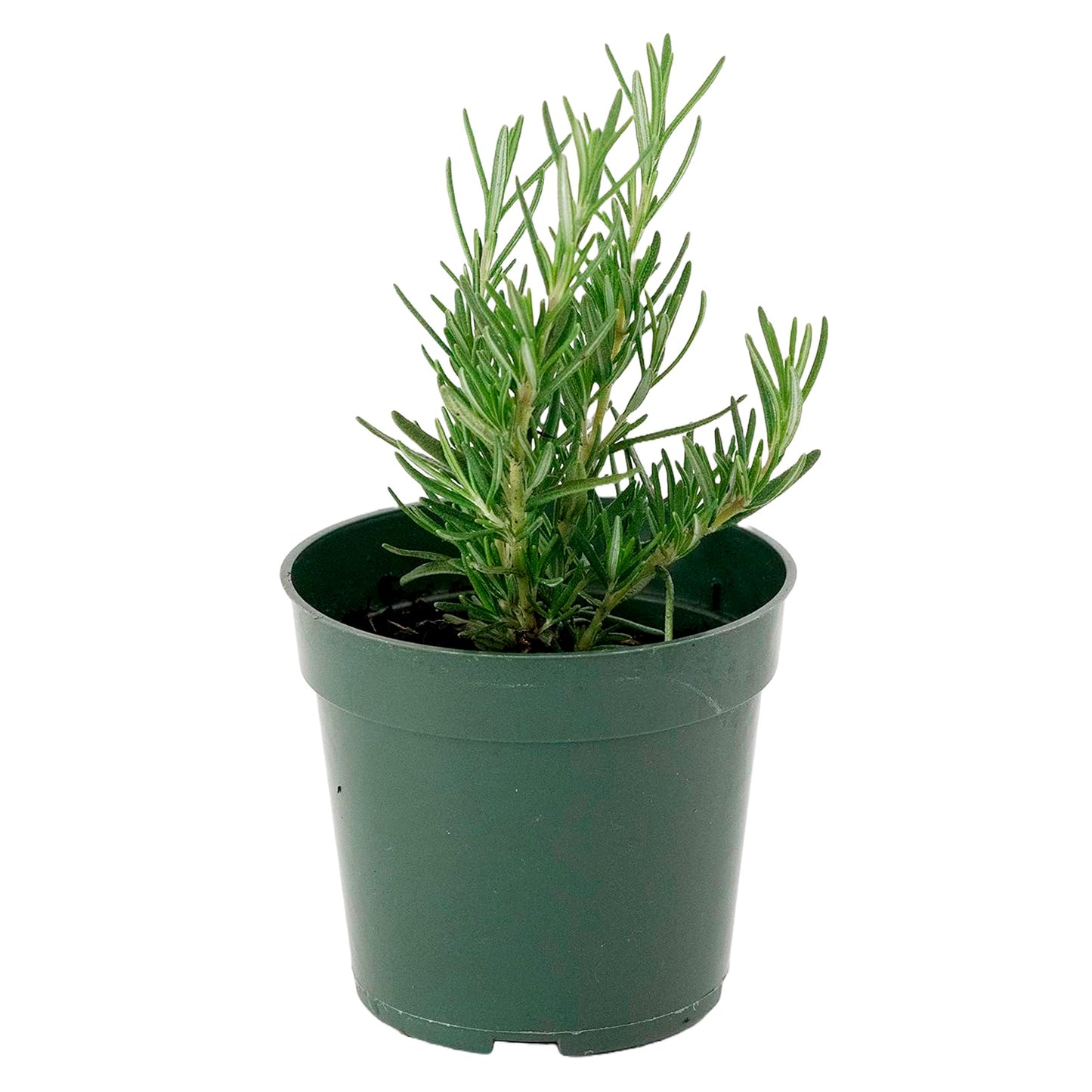 Tuscan Blue Rosemary | Live Herb in 4 Inch Nursery Pot | Rosmarinus officinalis