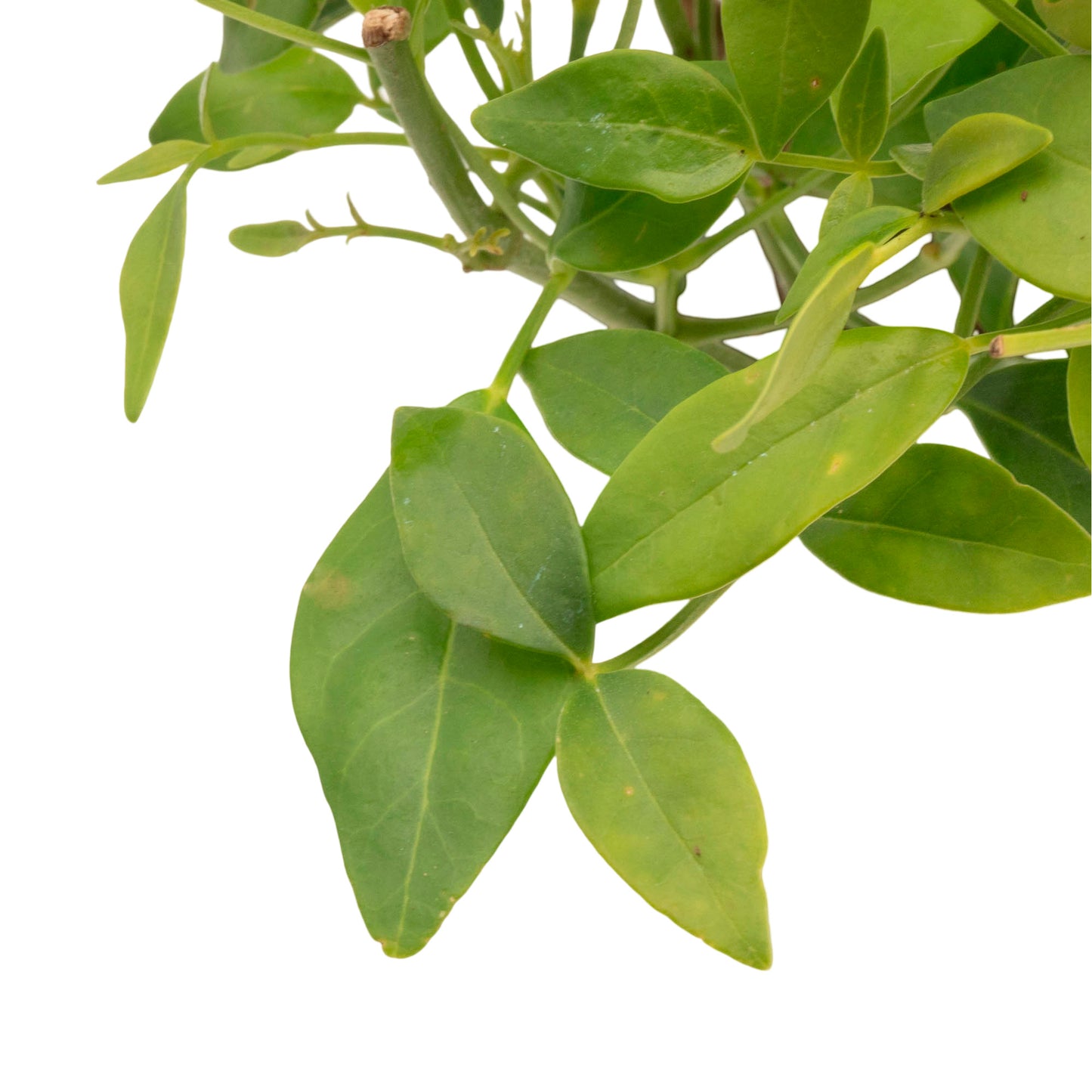 White Bower Vine | Live Plant in 2.5 Inch Nursery Cube | Pandorea Jasminoides 'Alba'