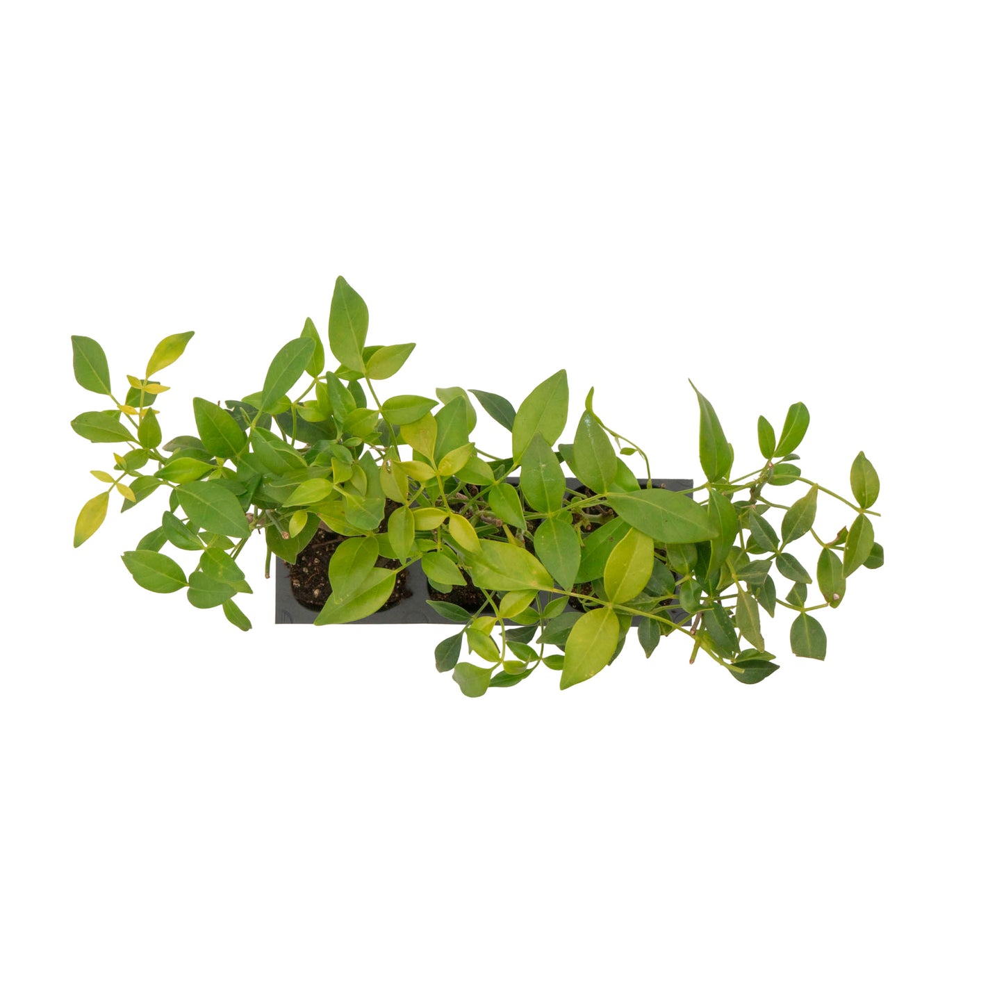 White Bower Vine | Live Plant in 2.5 Inch Nursery Cube | Pandorea Jasminoides 'Alba'
