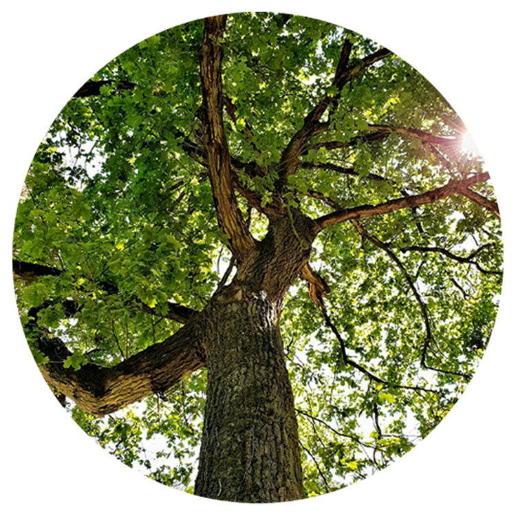 Trees – NorCalPlants