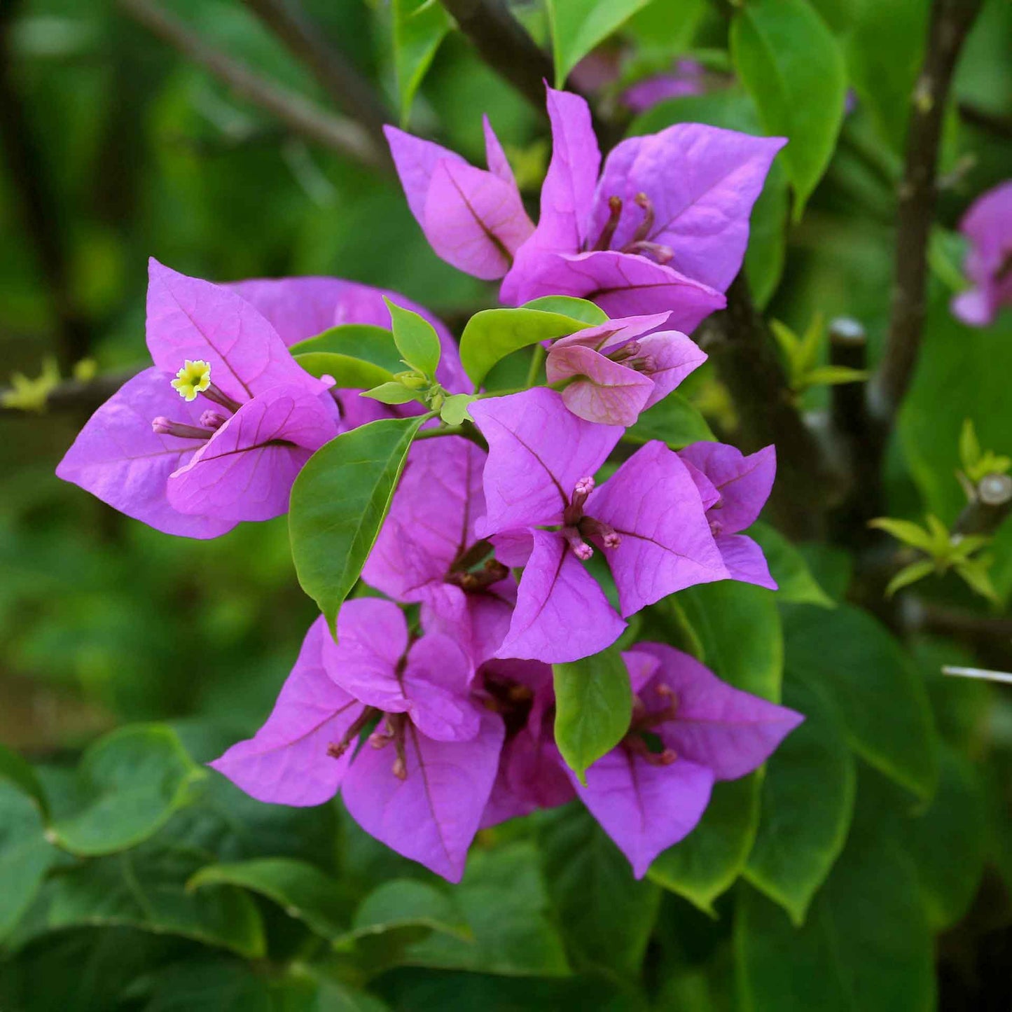 Royal Purple Bougainvillea in 3.5” Nursery Cubes (Bougainvillea ‘Royal Purple’)