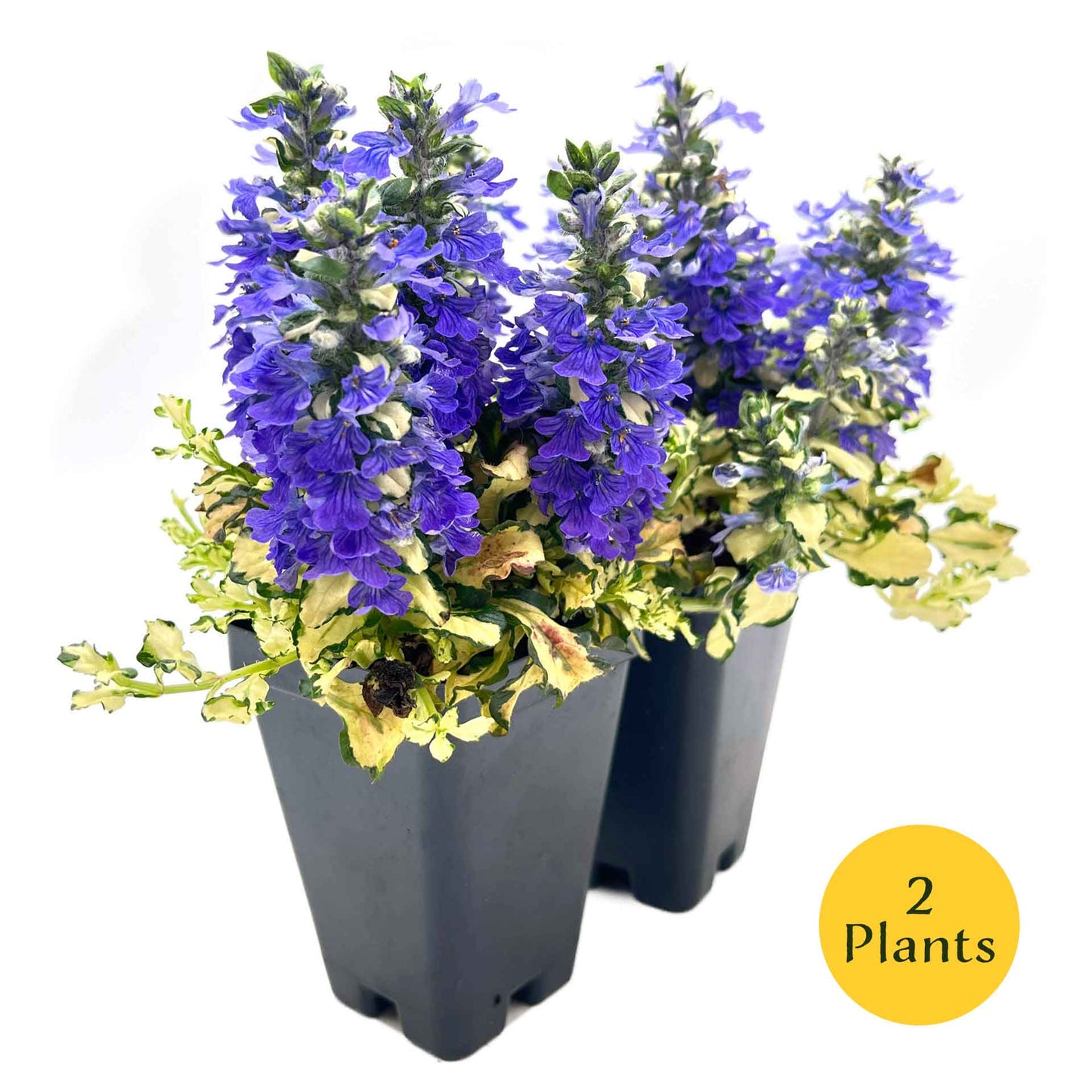 Princess Leia Bugleweed (Ajuga reptans ‘Princess Leia’)