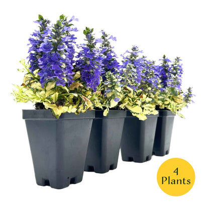 Princess Leia Bugleweed (Ajuga reptans ‘Princess Leia’)