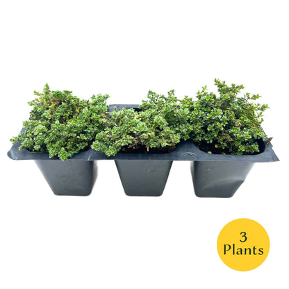 Elfin Thyme (Thymus serpyllum 'Elfin')