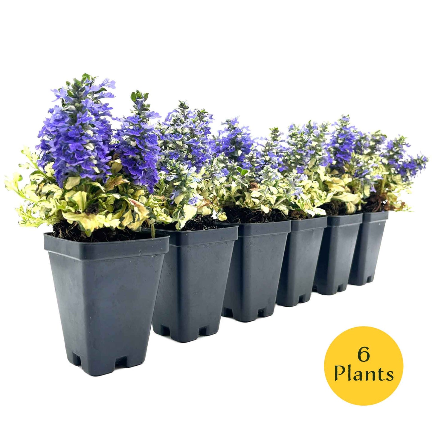 Princess Leia Bugleweed (Ajuga reptans ‘Princess Leia’)