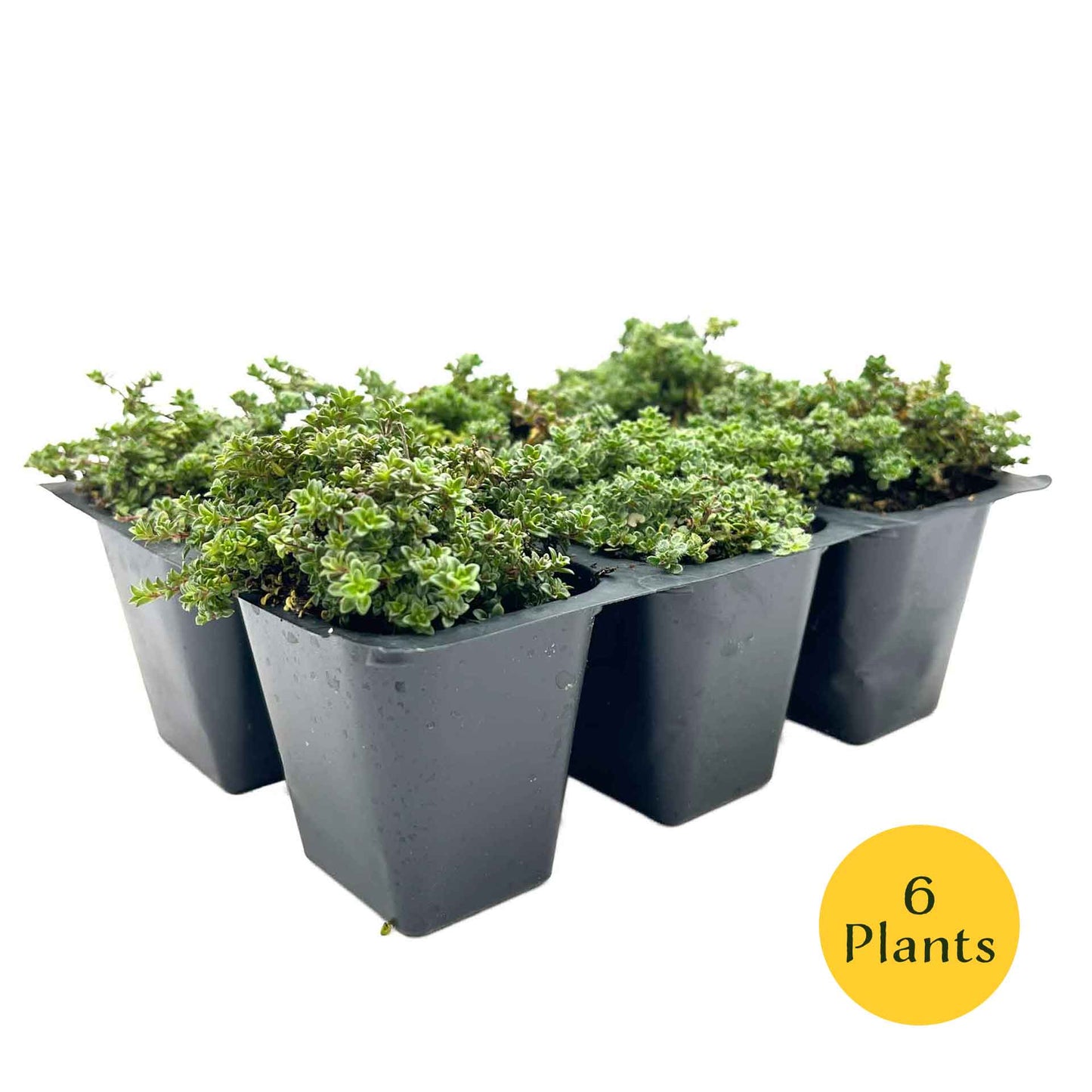 Elfin Thyme (Thymus serpyllum 'Elfin')