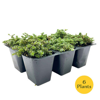 Elfin Thyme (Thymus serpyllum 'Elfin')